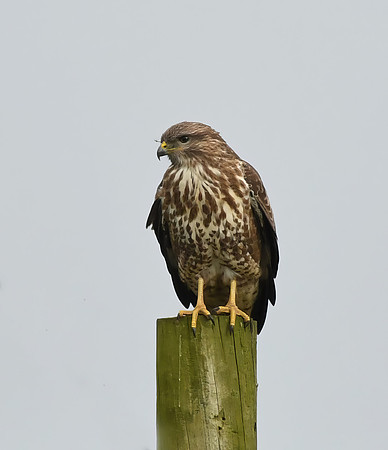 Common buzzard, Yedingham - February 2026