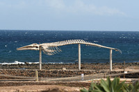 Fin whale, Salinas del Carmen, Fuerteventura - March 2026
