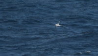 Red-billed tropicbird, Tindaya, Fuerteventura - March 2026