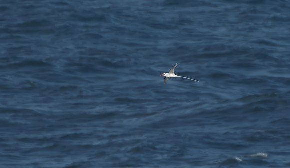 Red-billed tropicbird, Tindaya, Fuerteventura - March 2026