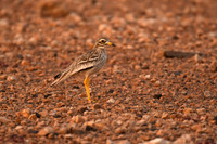 Stone curlew, Los Molinos, Fuerteventura - March 2026