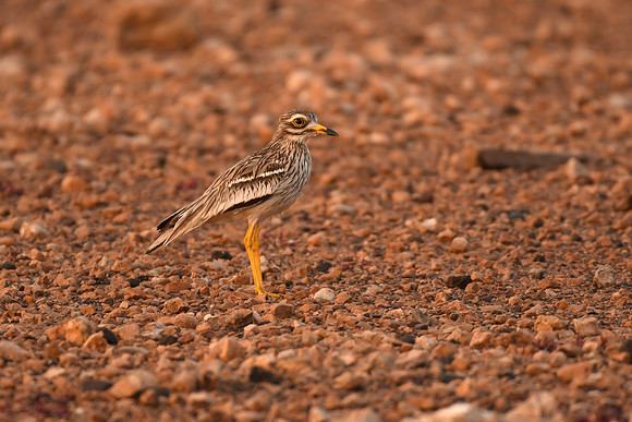 Stone curlew, Los Molinos, Fuerteventura - March 2026