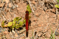 Broad scarlet, Barranco de las Peñitas, Fuerteventura - March 2026