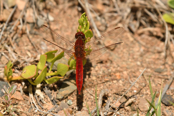 Broad scarlet, Barranco de las Peñitas, Fuerteventura - March 2026