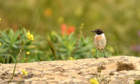 Fuerteventura stonechat, Mirador de Guise y Ayose, Fuerteventura - March 2026