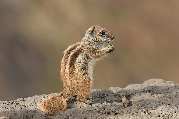 Barbary ground squirrel, Mirador del Risco de las Peñas, Fuerteventura - March 2026