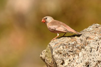Trumpeter finch, Los Molinos, Fuerteventura - March 2026