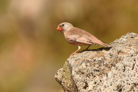 Trumpeter finch, Los Molinos, Fuerteventura - March 2026