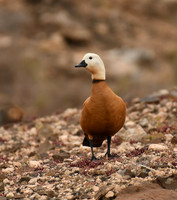 Ruddy shelduck, Barranco de Equinoz, Fuerteventura - March 2026