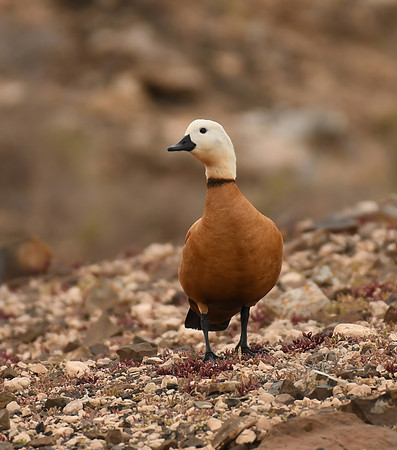 Ruddy shelduck, Barranco de Equinoz, Fuerteventura - March 2026