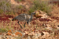 African houbara bustard, Tindaya, Fuerteventura - March 2026