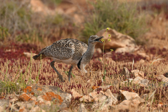 African houbara bustard, Tindaya, Fuerteventura - March 2026