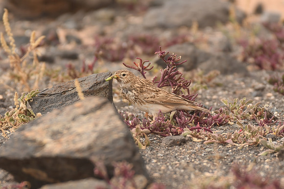 Lesser short-toed lark, Tindaya, Fuerteventura - March 2026