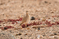 Cream-coloured courser (juvenile), Tindaya, Fuerteventura - March 2026