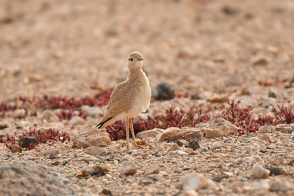 Cream-coloured courser (juvenile), Tindaya, Fuerteventura - March 2026