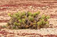 Prickly pear cactus, Tindaya, Fuerteventura - March 2026