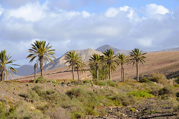 Barranco de Equinoz, Fuerteventura - March 2026