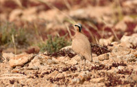 Cream-coloured courser, Tindaya, Fuerteventura - March 2026