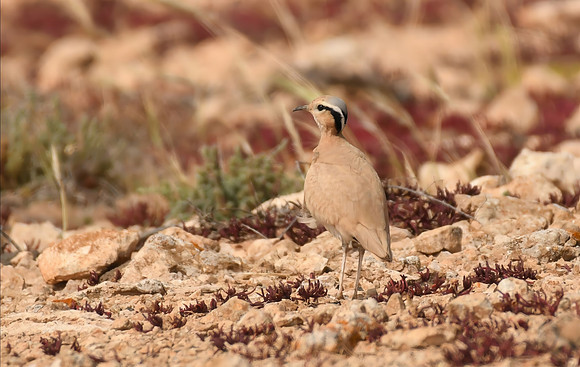 Cream-coloured courser, Tindaya, Fuerteventura - March 2026