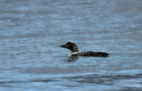 Great northern diver, Loch Scridain, Isle of Mull, Scotland - April 2026