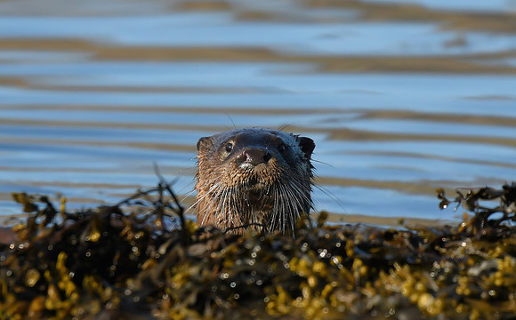 Otter, Loch na Keal, Isle of Mull, Scotland - April 2026
