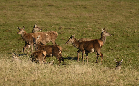 Red deer, Loch Spelve, Isle of Mull, Scotland - April 2026