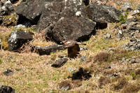 Golden eagle, Isle of Mull, Scotland - April 2026