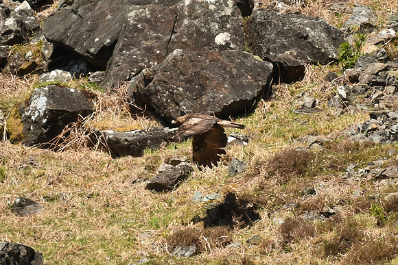 Golden eagle, Isle of Mull, Scotland - April 2026
