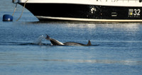 Bottlenose dolphin, Tobermory Harbour, Isle of Mull, Scotland - April 2026