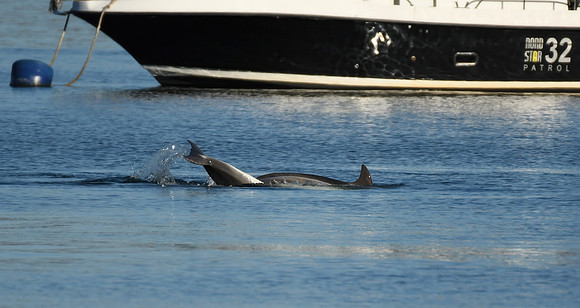 Bottlenose dolphin, Tobermory Harbour, Isle of Mull, Scotland - April 2026