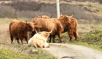 Traffic jam, Highland cattle, Uisken, Isle of Mull, Scotland - April 2026