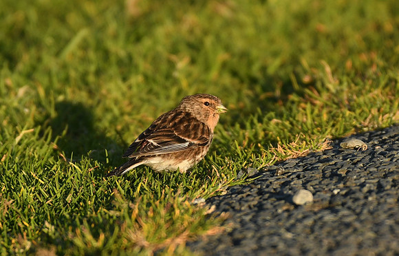 Twite, Loch na Keal, Isle of Mull, Scotland - April 2026