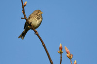 Corn bunting, Burton Fleming - April 2026