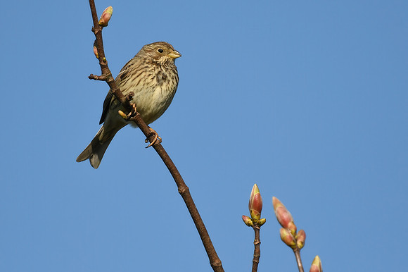 Corn bunting, Burton Fleming - April 2026