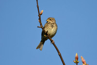 Corn bunting, Burton Fleming - April 2026