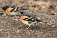 Brambling, Wykeham Forest - April 2026