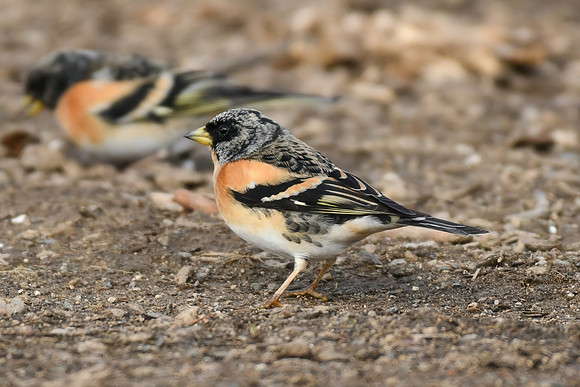Brambling, Wykeham Forest - April 2026