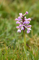 Green-winged orchid, Fordon - May 2026