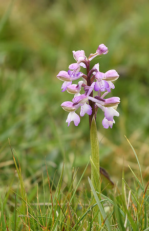 Green-winged orchid, Fordon - May 2026