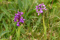 Green-winged orchid, Fordon - May 2026