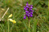 Green-winged orchid, Fordon - May 2026