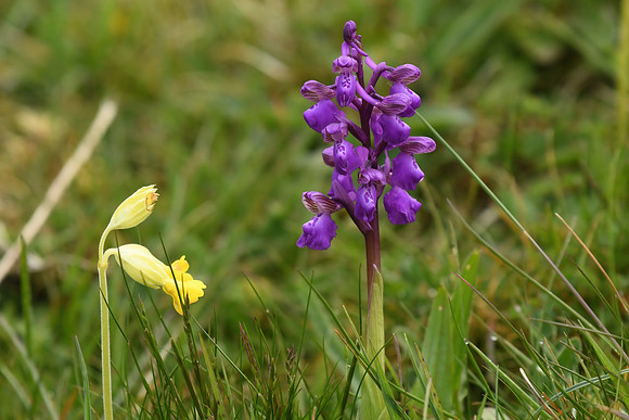 Green-winged orchid, Fordon - May 2026
