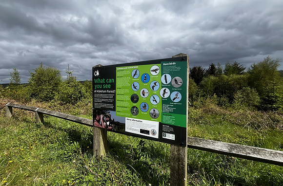 Wykeham Raptor Viewpoint - May 2026