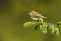 Willow warbler, Wykeham Forest - May 2026