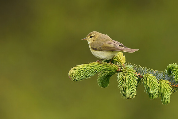 Willow warbler, Wykeham Forest - May 2026