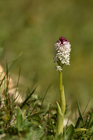 Burnt-tip orchid, Yatts Farm, near Pickering - May 2026