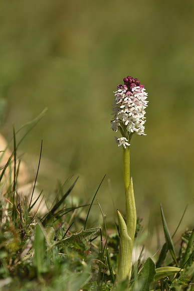 Burnt-tip orchid, Yatts Farm, near Pickering - May 2026
