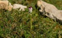 Burnt-tip orchid, Yatts Farm, near Pickering - May 2026