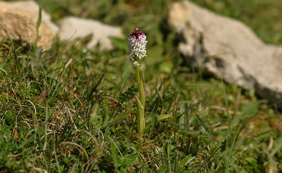 Burnt-tip orchid, Yatts Farm, near Pickering - May 2026