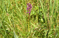 Early purple orchid, Yatts Farm, near Pickering - May 2026
